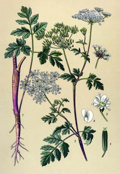 Botanisk bord, venenøs plante (giftig): Skæv kørvel (Chaerophyllum temulum) af Unbekannter Künstler
