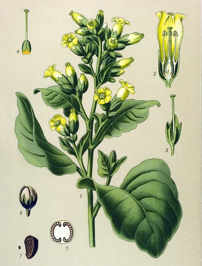 Botanisk bord, venenøs plante (giftig): Mapacho hvid tobak (Nicotiana rustica) (Nicotiana tabacum) af Unbekannter Künstler