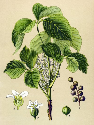 Botanisk bord, venenøs plante (giftig): klatrende sumak (Rhus toxicodendron) af Unbekannter Künstler