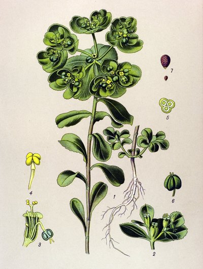 Botanisk bord, venenøs plante (giftig): euphorbia opvågning morgen eller lille lys (Euphorbia helioscopia) af Unbekannter Künstler