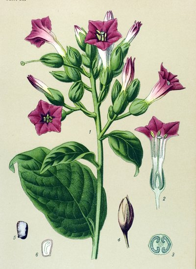 Botanisk bord, venenøs plante (giftig): prydtobak (Nicotiana tabacum) af Unbekannter Künstler