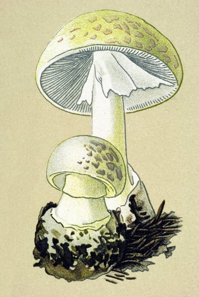 Botanisk tavle med giftig svamp (venøs): phalloid amanit (Amanita phalloides) af Unbekannter Künstler