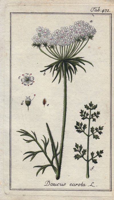 Botanisk: gulerodsblomst - Gulerodsblomster og -blade, Daucus carota. Håndkoloreret kobberstik efter en tegning af B. Thanner fra Johannes Zorns "Icons plantarum medicinalium", Tyskland. af Unbekannter Künstler