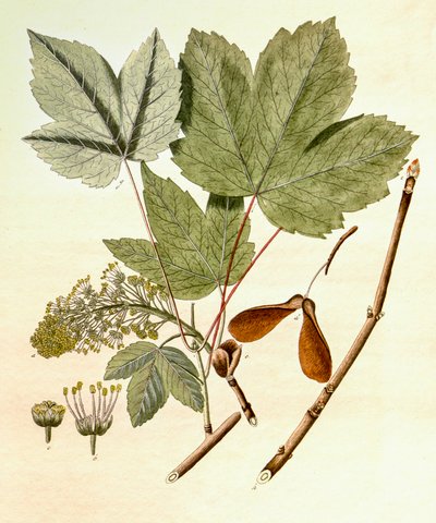 Botanisk illustration/Acer pseudoplatanus/Sycamore Maple af Unbekannt