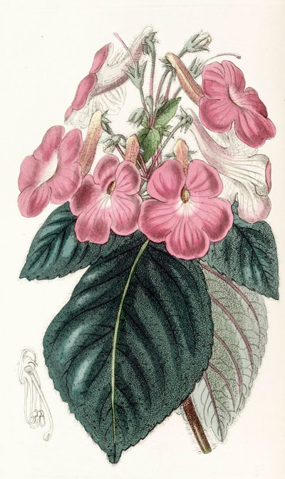 Botanisk illustration/Achimenes grandiflora/Achimene har store blomster af Unbekannt
