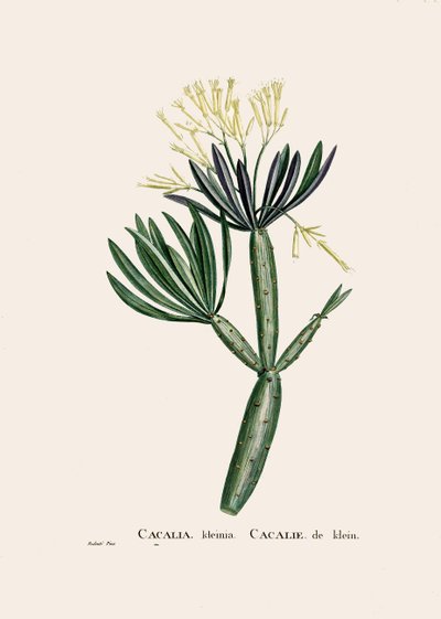 Botanisk illustration/Redoubt/Senecio kleinia/Senecon af William M. Timlin