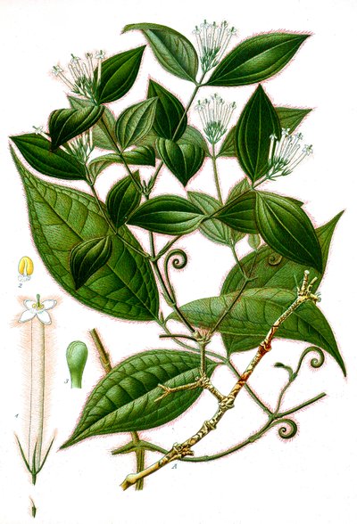 Botanisk illustration/Strychnos toxifera/Curare af Unbekannt