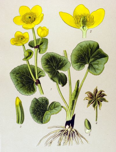 Botanisk planke. Venenøs plante (giftig): sumpbestand (Caltha palustris) af Unbekannter Künstler