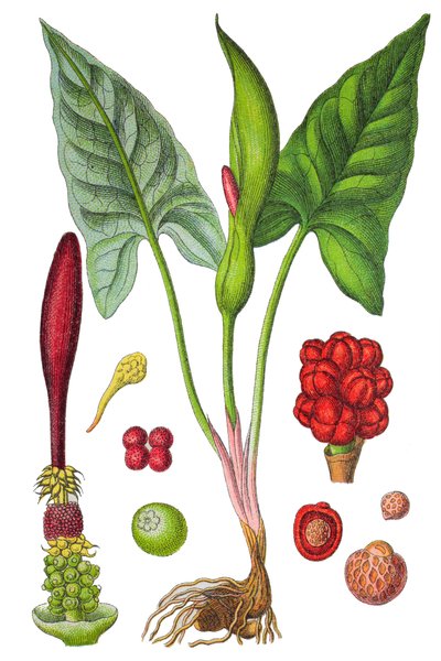Botanisk planche: arum plettet (Vild arum eller Arum maculatum), en lægeplante, historisk kromolitografi af Unbekannter Künstler