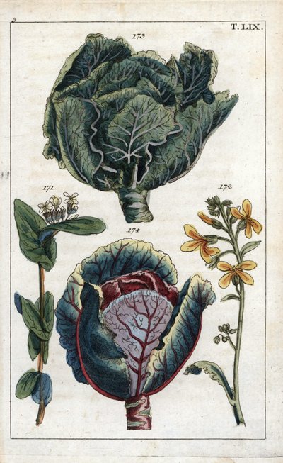 Botanik: kål, kål, Brassica oleracea capitata, blomst 172 og bladhoved 173, rødkål, Brassica oleracea rubra af Unbekannter Künstler
