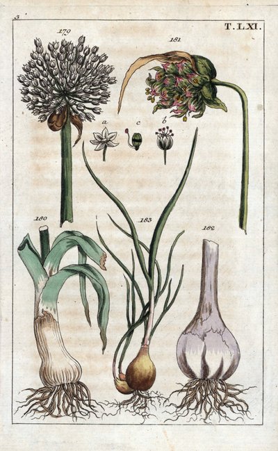 Botanik: porre, hvidløg, echalote - Porre, Allium pollum 179, hvidløgsblomst, Allium sativum 181, hvidløgsløg 182, og skalotteløg, Allium cepa var. aggregatum, ascalonicum af Unbekannter Künstler
