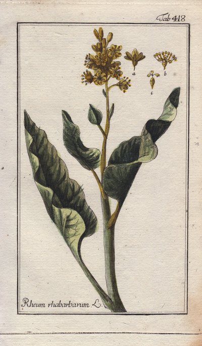 Botanik: rabarberblade - Rabarberblade, Rheum rhabarbarum. Håndkoloreret kobberstik efter en tegning af B. Thanner fra Johannes Zorns "Icons plantarum medicinalium", Tyskland. af Unbekannter Künstler