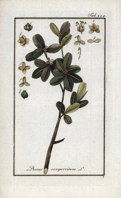 Buksbom eller stadig grøn buksbom (Buxus sempervirens). Litografi fra "Afbeelding der Artseny-Gewassen" af Johannes Zorn (1739-1799), Holland af Unbekannter Künstler
