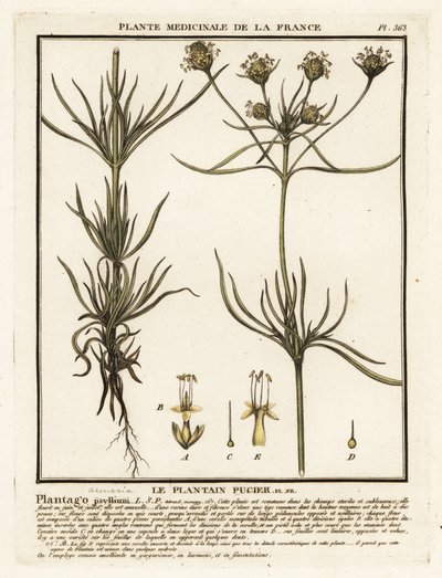 Forgrenet plantain, Plantago indica. af Unbekannter Künstler