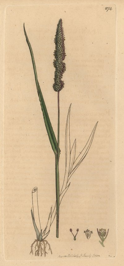 Bølget rapgræs, Setaria verticillata (Bølget rapgræs, Panicum verticillatum) (grøn rapgræs) Håndkoloreret kobberstik efter en tegning af James Sowerby til James Smith