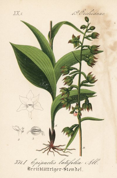 Bredbladet epitactis - Bredbladet helborre, Epipactis helborre (Epipactis latifolia). Håndkoloreret litografi fra Diederich von Schlechtendals tyske flora (Flora von Deutschland), Jena af Unbekannter Künstler