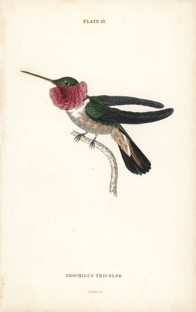 Bredhalet kolibri, Selasphorus platycercus (Trikoloreret kolibri, Trochilus tricolor). Håndkoloreret stålstik af William Lizars fra Sir William Jardine