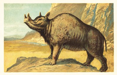 Brontops robustus eller Megacerops robustus.1908 (litografi) af Unbekannter Künstler