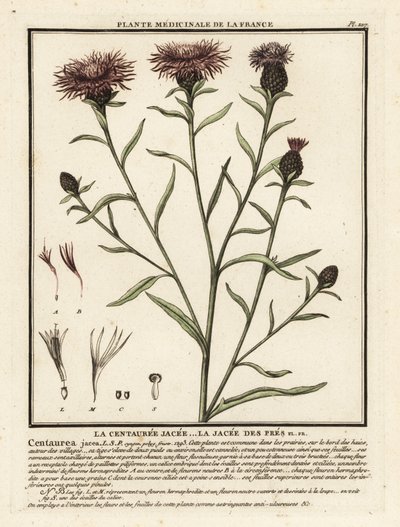 Brun knapweed, Centaurea jacea. af Unbekannter Künstler