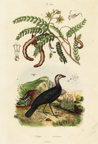 Brushturkey and tamarind.,1834-1839 (gravering) af Unbekannter Künstler