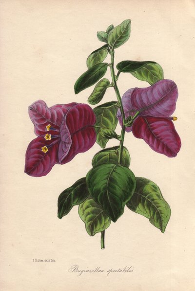 Buginvillaea spectabilis (La bougainvillee eller bougainvillee). Håndkoloreret litografi tegnet af Samuel Holden for Sir Joseph Paxton i "Magazine of Botany", London, W.S. Orr. af Unbekannter Künstler