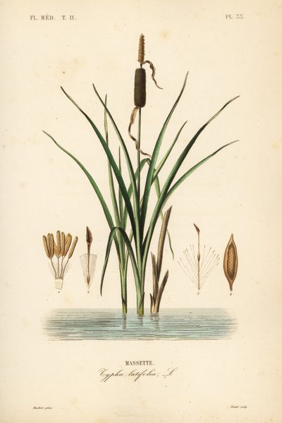 Bulrush eller bredbladet cattail, Typha latifolia, Massette af Unbekannt