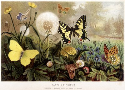 Sommerfugle i sneen i "Animal Life" "af A.E. Brehm, Torino af Unbekannt