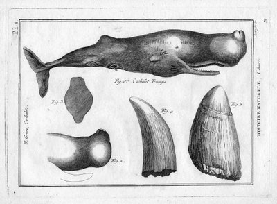 Cachalot trumpo (en trompe) i "Painting Encyclopedique et Methodique des trois Regnes de la Nature" af Pierre Joseph Bonnaterre (1762-1804). Paris 1784. af Unbekannter Künstler