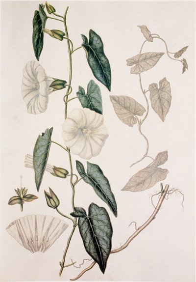 Calystegia sepium/Convolvulus sepium/Hæksengetøj af Unbekannt