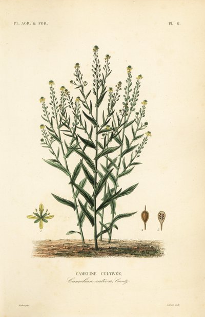 Camelina eller falsk hør, Camelina sativa, Cameline cultivee af Unbekannt
