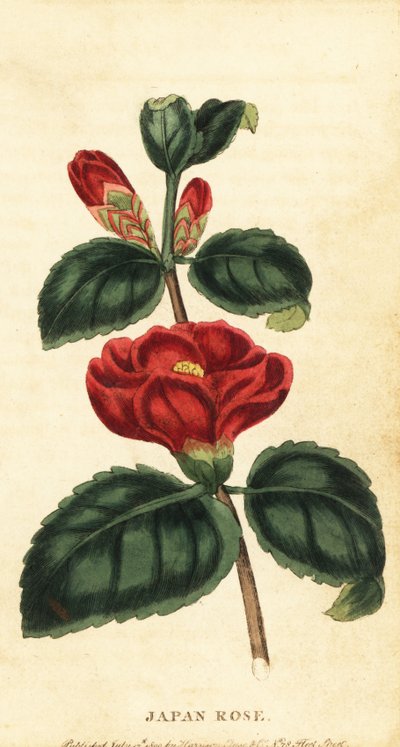Camellia eller Japanrose, Camellia japonica. ,1800 (gravering) af Unbekannter Künstler