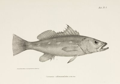 Camotillo, Stillehavet, c 1832-1836 af Unbekannter Künstler