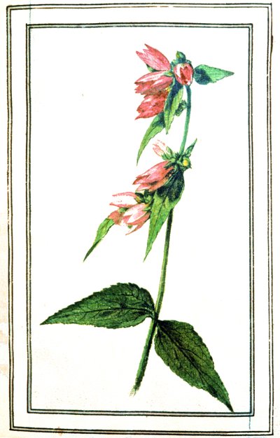 Campanula almindelig af Unbekannter Künstler