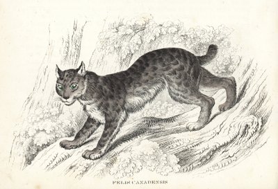 Canadisk los, Lynx canadensis (Felis canadensis). Håndkoloreret litografi fra Georg Friedrich Treitschkes naturhistoriske galleri, Naturhistorischer Bildersaal des Thierreiches, Liepzig-1842. af Unbekannter Künstler