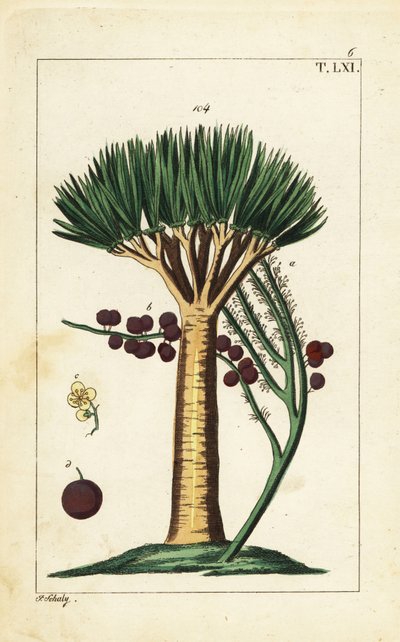 De Kanariske Øers dragetræ, Dracaena draco. Sårbar. af Unbekannter Künstler