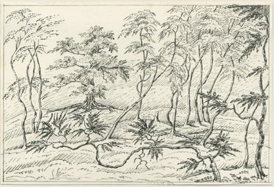 Cannock Chase: pen- og blyantstegning, nd [?1800-tallet] af Unbekannt