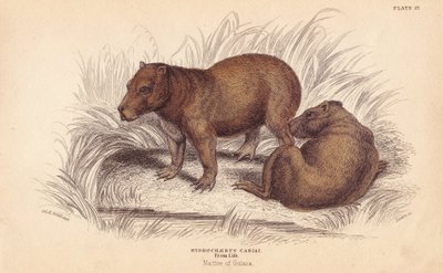 Capybara, Hydrochoerus hydrochaeris (Hydrochaerus cabiai). Håndkoloreret stålstik af Lizars efter en illustration af Charles Hamilton Smith fra William Jardine