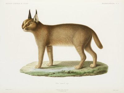 Caracal, Algeriet af Unbekannt