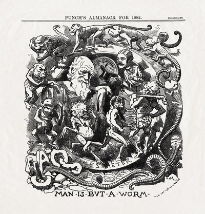 Tegneserie om evolutionsteorien af Charles Darwin (1809-1882): "Man is but a worm" (Mennesket er kun en orm) fra "Punch" 06/12/1881 af Unbekannter Künstler