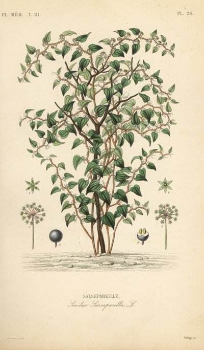 Cat greenbriar eller catbriar, Smilax glauca, Smilax sarsaparilla, Salsepareille, Håndfarvet stålgravering af Debray efter en botanisk illustration af Edouard Maubert fra Pierre Oscar Reveil, A af Unbekannt