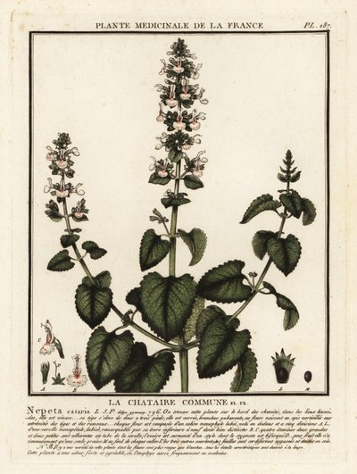 Catnip, Nepeta Qatar. af Unbekannter Künstler