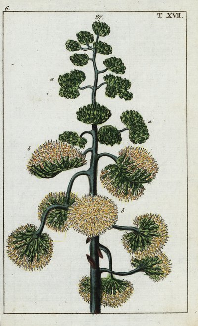 Århundrede plante, Agave americana. af Unbekannter Künstler