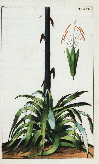 Århundrede plante, Agave americana. af Unbekannter Künstler