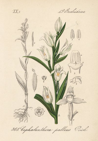 Cephalanthere har epe eller langbladet - Sværdbladet høgeurt, Cephalanthera longifolia (Cephalanthera pallens). Håndkoloreret litografi fra Diederich von Schlechtendals tyske flora (Flora von Deutschland), Jena af Unbekannter Künstler