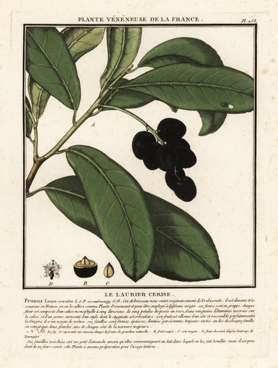 Kirsebær laurbær, Prunus laurocerasus. af Unbekannter Künstler