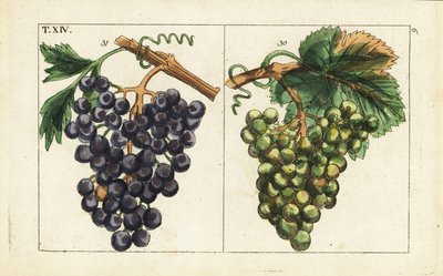 Chiavenna druer, Pinot noir druer, Vitis vinifera. af Unbekannter Künstler