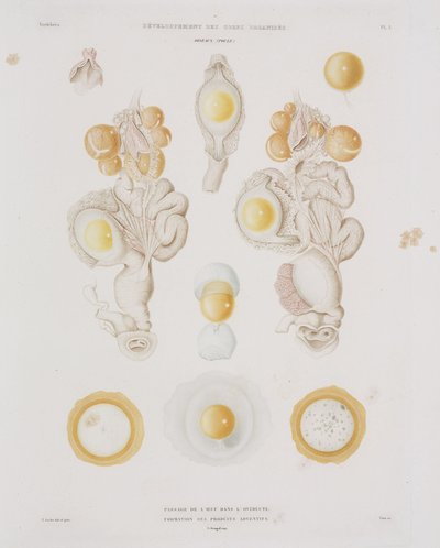 Kyllingeæg i æggelederen, c 1847-1859 af Unbekannt