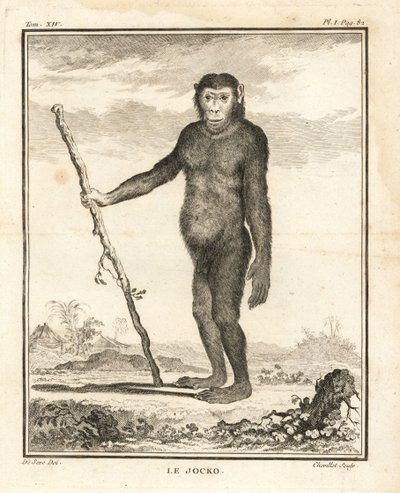 Chimpanse, Pan troglodytes. Jocko. Truet af udryddelse. Kobberstik af Chevillet efter en illustration af Jacques de Seve fra Georges-Louis Leclerc, Comte de Buffon
