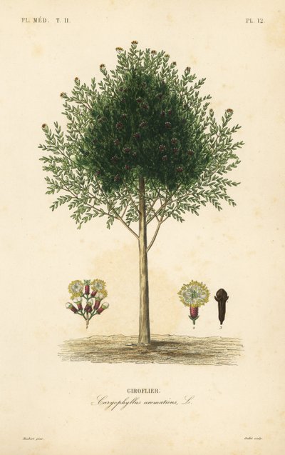 Nelliketræ, Syzygium aromaticum, Caryophyllus aromaticus, Giroflier af Unbekannt