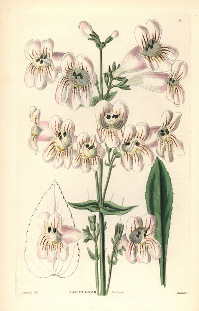 Cobaea-blomstret penstemon, Penstemon cobaea. Håndkoloreret kobberstik af Weddell efter J. McNab fra John Lindley og Robert Sweet